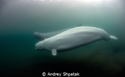 Wild polar whale (beluha)- mother(white color)+child(grey... by Andrey Shpatak 